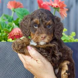 Will - Phantom male Bernedoodle puppy in Mobile, Alabama from Doodle Dreams