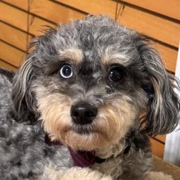 Zoey - Bernedoodle
