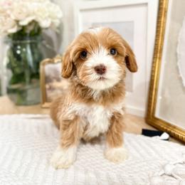 Florence - Caramel red male Australian Labradoodle puppy in Palmdale, California from Doodles_Ko