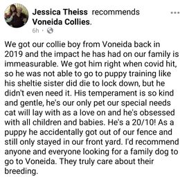 Collie Puppies from Voneida Collies