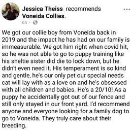 Collie Puppies from Voneida Collies