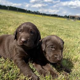 Labrador Retriever Puppies from Sleepy Hound Farm