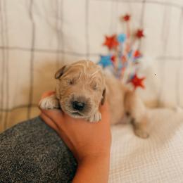 Theodore - Apricot male Goldendoodle puppy in Yukon, Oklahoma from Bows & Ties Doodles