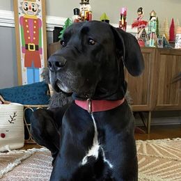 Great Dane All Grown Up from Bauman Great Danes