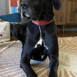 Great Dane All Grown Up from Bauman Great Danes