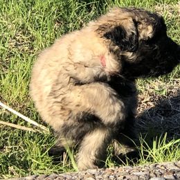 Bouvier des Flandres Puppies from Seasons of Joy Farm and Ranch
