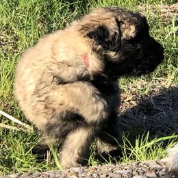 Bouvier des Flandres Puppies from Seasons of Joy Farm and Ranch