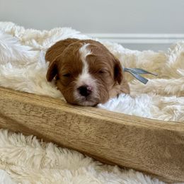 Lonnie - Red female Cavapoo puppy in Chipley, Florida from Coastal Cavapoos