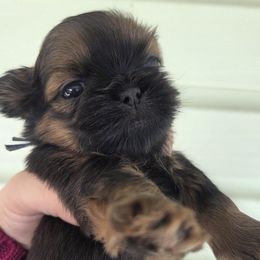 Rocket - Gold male Shih Tzu puppy in Waynesboro, Pennsylvania from Big Win Shih Tzus