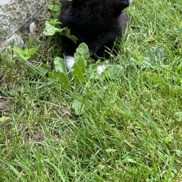 Siberian Husky Puppies from Rose Trail Siberian’s