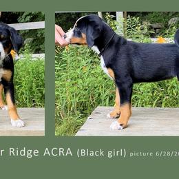 Boy 2 - male Appenzeller Sennenhund puppy in Westborough, Massachusetts from HussarRidge