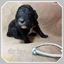 Gray - Black female Poodle puppy in Mauston, Wisconsin from Quiverfull Acres