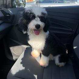 Hattie - Phantom female Goldendoodle puppy in Wiggins, Mississippi from Fancy Pants Doodles
