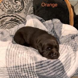 Boy 3 - Labrador Retriever puppy in Charleston, Maine from Puddledock Pups