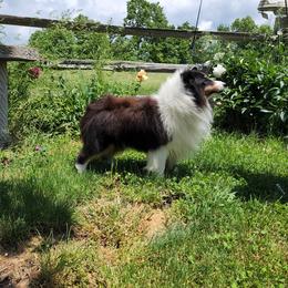 Segar - Shetland Sheepdog