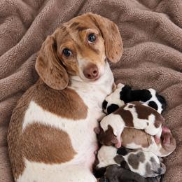 Dachshund Puppies from Tessasprettydachshunds