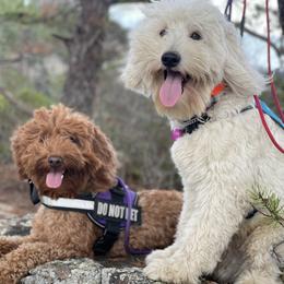 Goldendoodle Puppies from Gertie’s Goldendoodles