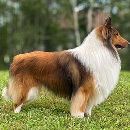 Collies from Saltwater Collies LLC