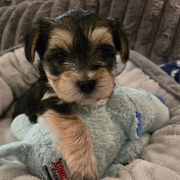 Buddy - Black & tan tri-color male Morkie puppy in Forest City, Iowa from Weiss's Puppies