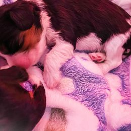 Cavalier King Charles Spaniel Puppies from Faybelle's Cavaliers