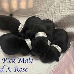 Fourth Pick Male - Black male Labrador Retriever puppy in Greater Houston Area, Texas from Coram Deo Retrievers