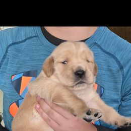 Golden Retriever Puppies from Mount Hood Golden Retrievers