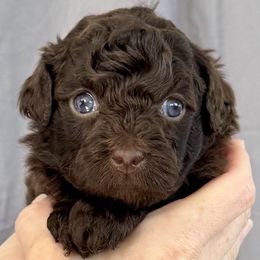 Bear - Brown male Poodle puppy in Concord, California from Golden State Good Dogs