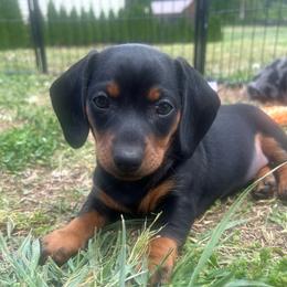 Zoey - Black and tan female Dachshund puppy in Smyrna, Tennessee from Dapper Doxies