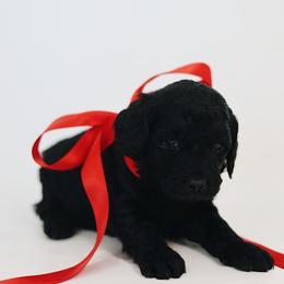 Lizzo - Black female Goldendoodle puppy in Pleasant Grove, Utah from Canterbury Canines