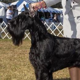 Archer - Giant Schnauzer