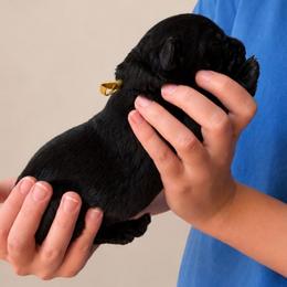 Yellow Collar - Black male Labrador Retriever puppy in Archer Lodge, North Carolina from Archer Lodge Labradors