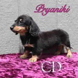 Pryaniki - Black and cream female Dachshund puppy in Huntington, Texas from Camacho_Dachshunds