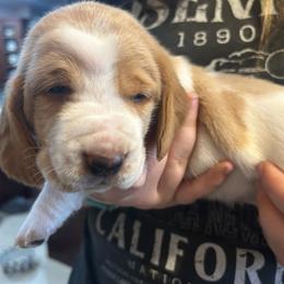 LAVENDER girl Abby - Red and white female Basset Hound puppy in Saint Cloud, Florida from Mockingbird Hollow Bassets
