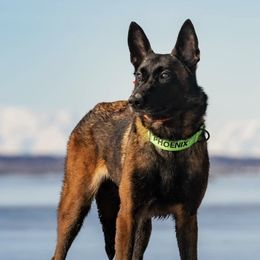 Phoe - Belgian Malinois