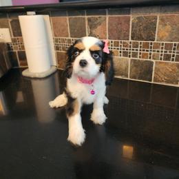 Cavalier King Charles Spaniel and Shih Tzu Puppies from Nashell Lynem