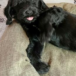 Goldendoodle Puppies from Lundee Doodles