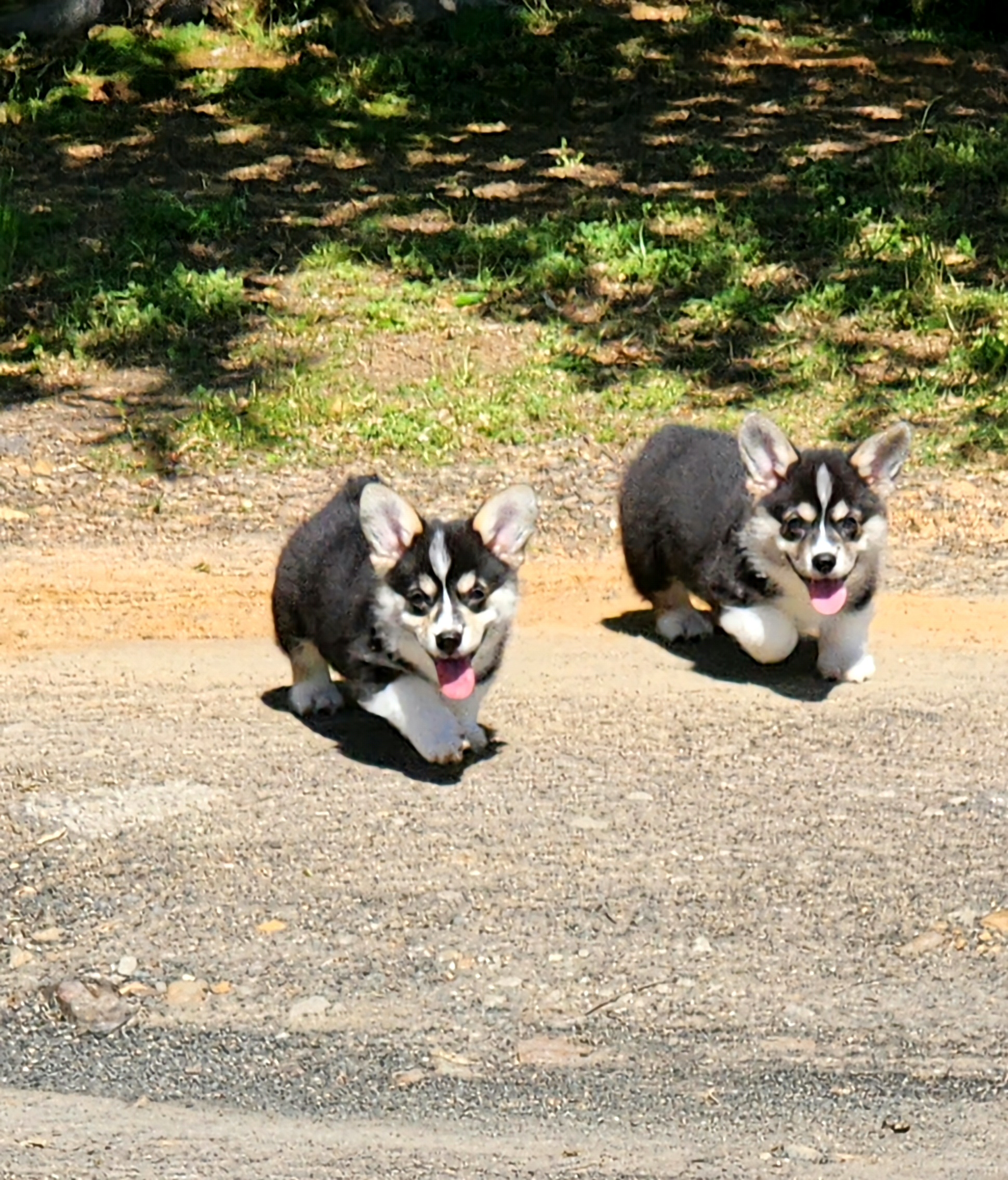 Pembroke Welsh Corgi Puppies from Hilltop Corgis