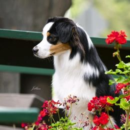 Australian Shepherds from Sunset Rose Aussies