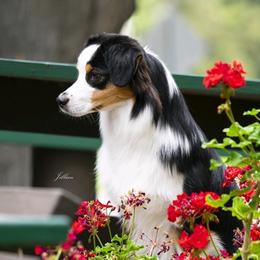 Australian Shepherds from Sunset Rose Aussies