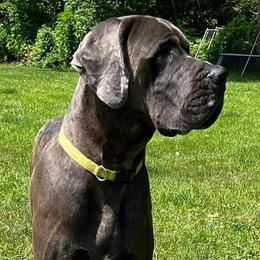 Great Danes from 10 Acre Danes LLC