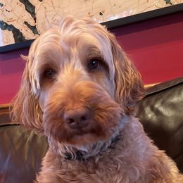 Winni - Australian Labradoodle