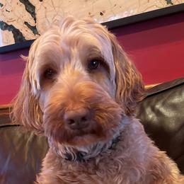 Winni - Australian Labradoodle