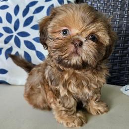 Howard - Red and tan male Shih Tzu puppy in Corona, California from Ju Shih Tzu