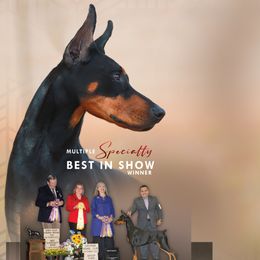 Doberman Pinschers from Mystical Doberman Pinchers