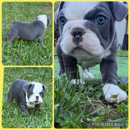 French Bulldog Puppies from Bailey Hedges