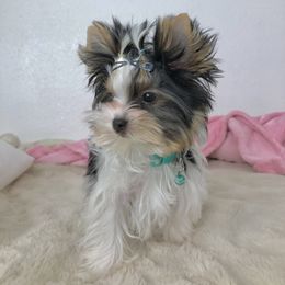 Bebe - Parti male Yorkshire Terrier puppy in Moreno Valley, California from Tinypartiyorkies