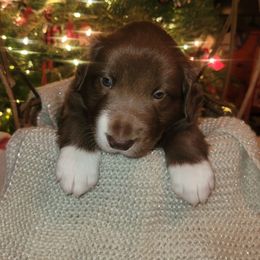 Radar - White and red male Border Collie puppy in Watsontown, Pennsylvania from Kate Gresham