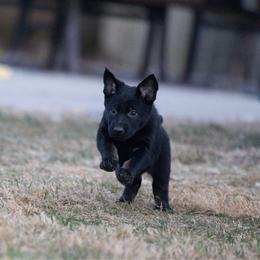 Purple collar - Bi-color female German Shepherd puppy in Prospect, Connecticut from Di Massimo Canile