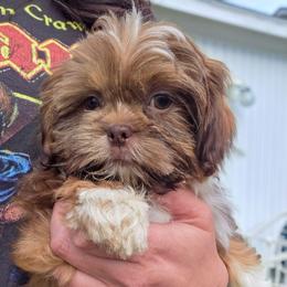 Charlotte - Liver and white female Shih Tzu puppy in Troy, Ohio from Ever After Tails