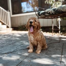 Stone - Apricot male Goldendoodle puppy in Shingle Springs, California from Kindred Oak Goldendoodles